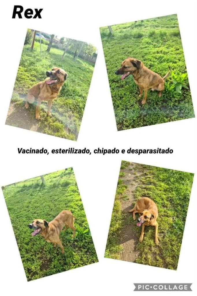 PETIFYC10423 photo 5