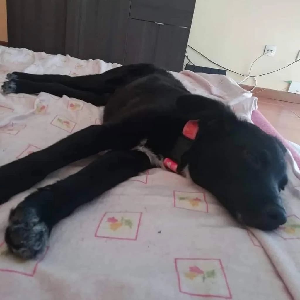 PETIFYC10424 photo 4