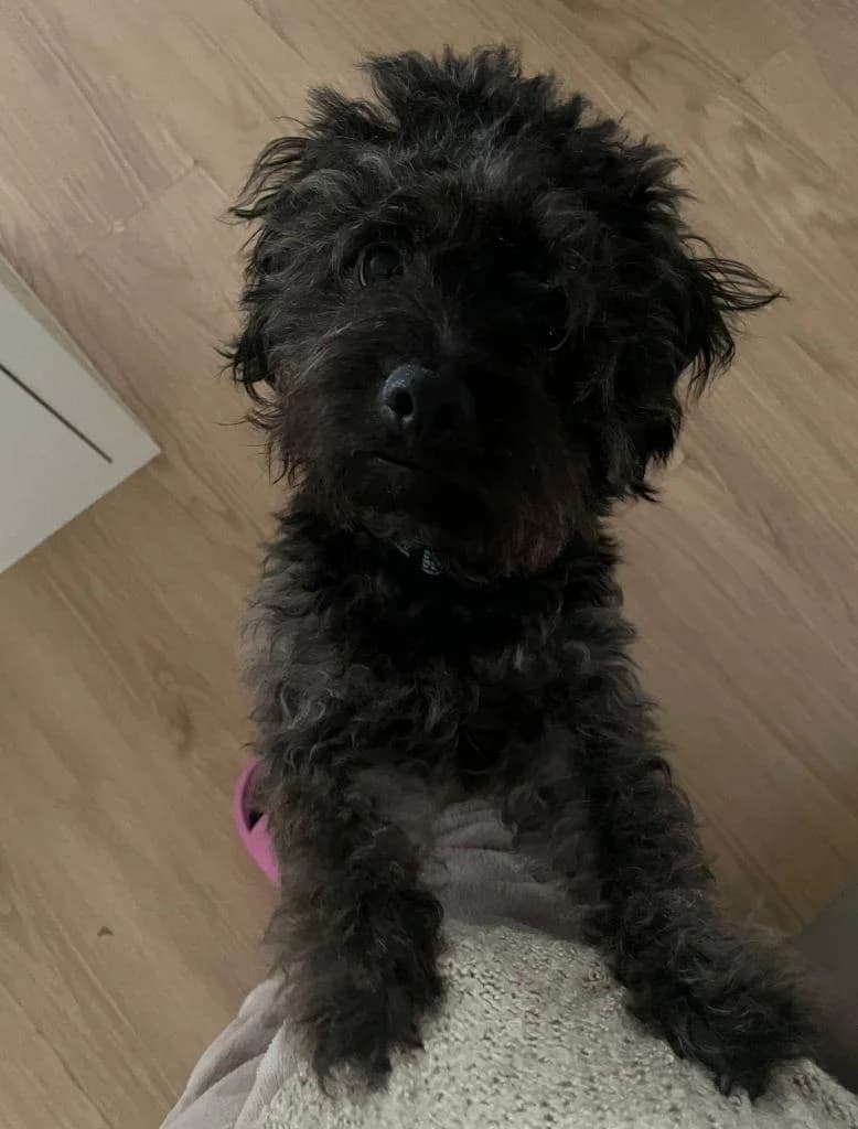 PETIFYC10425 photo 3