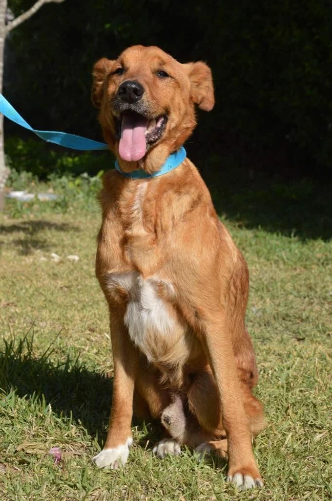 PETIFYC10425 photo 5