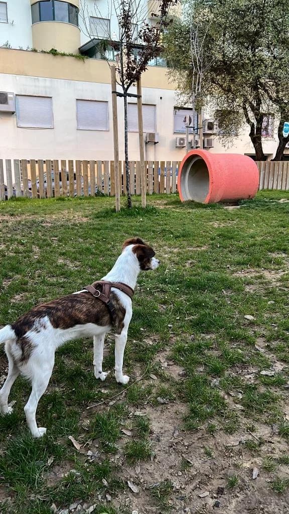 PETIFYC10426 photo 4