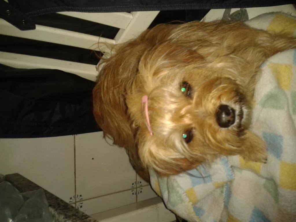 PETIFYC10426 photo 6