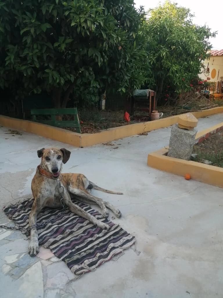 PETIFYC10426 photo 7