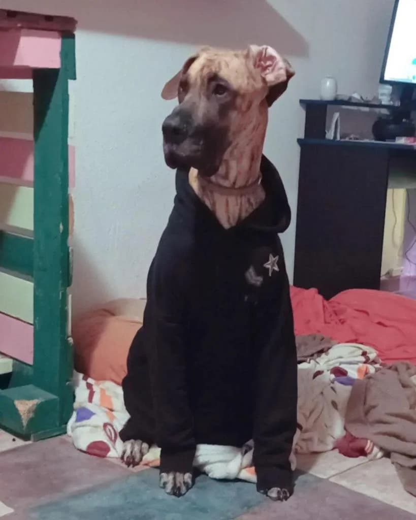 PETIFYC10427 photo 7