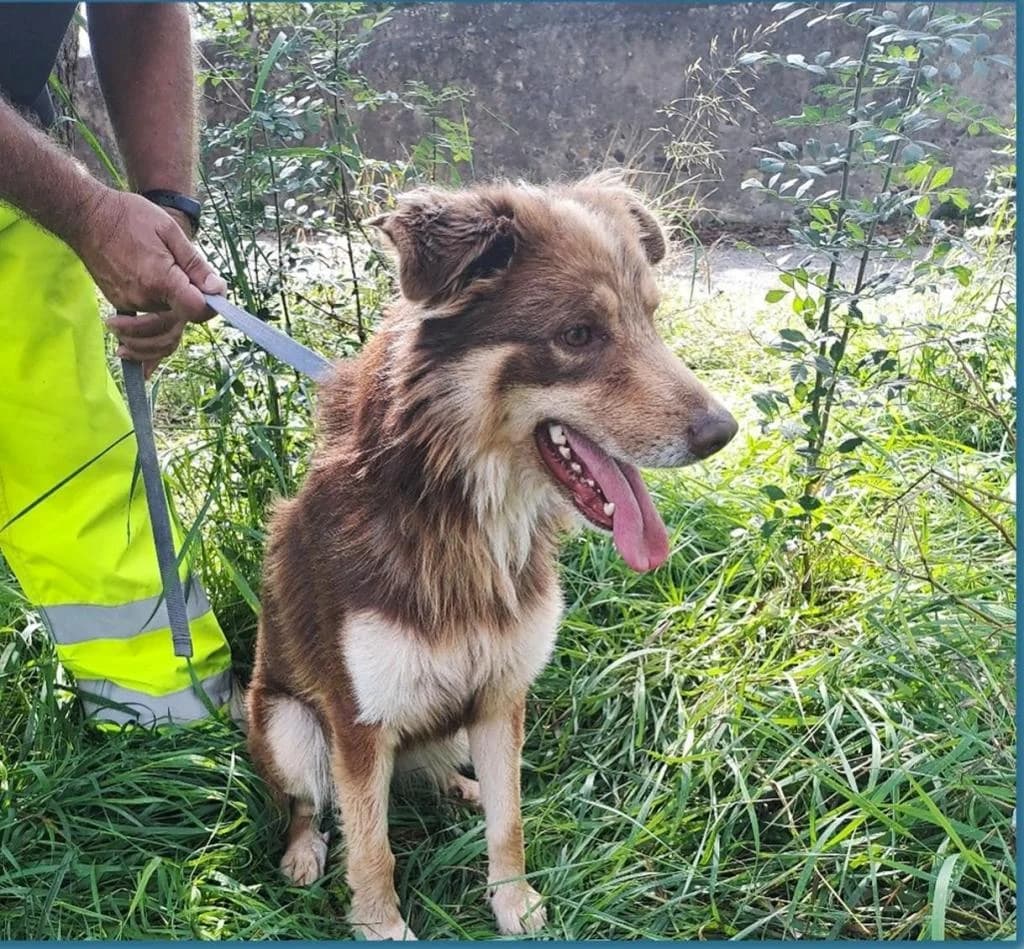 PETIFYC10428 photo 5