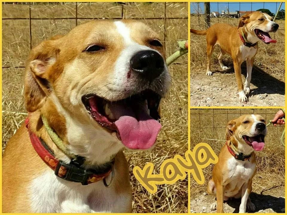 PETIFYC10428 photo 6