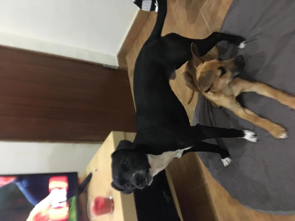 PETIFYC10428 photo 7