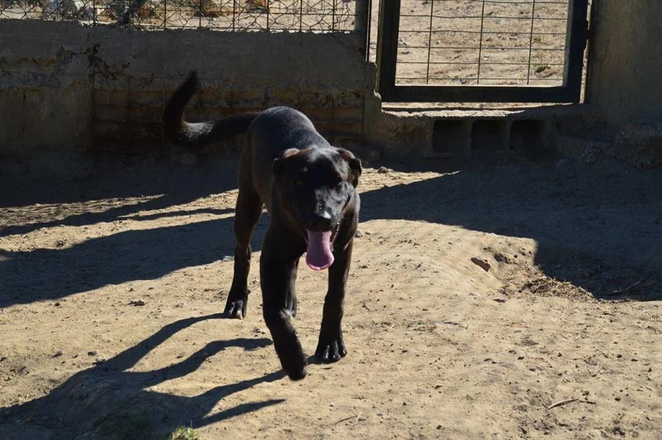 PETIFYC10429 photo 5