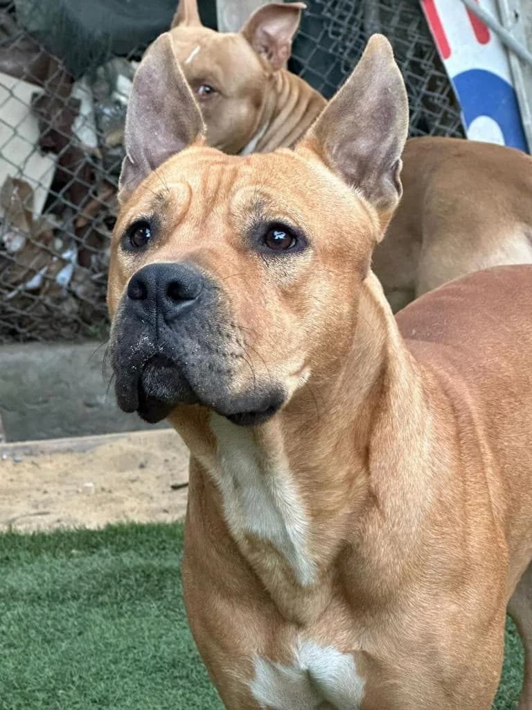 PETIFYC10444 photo 2