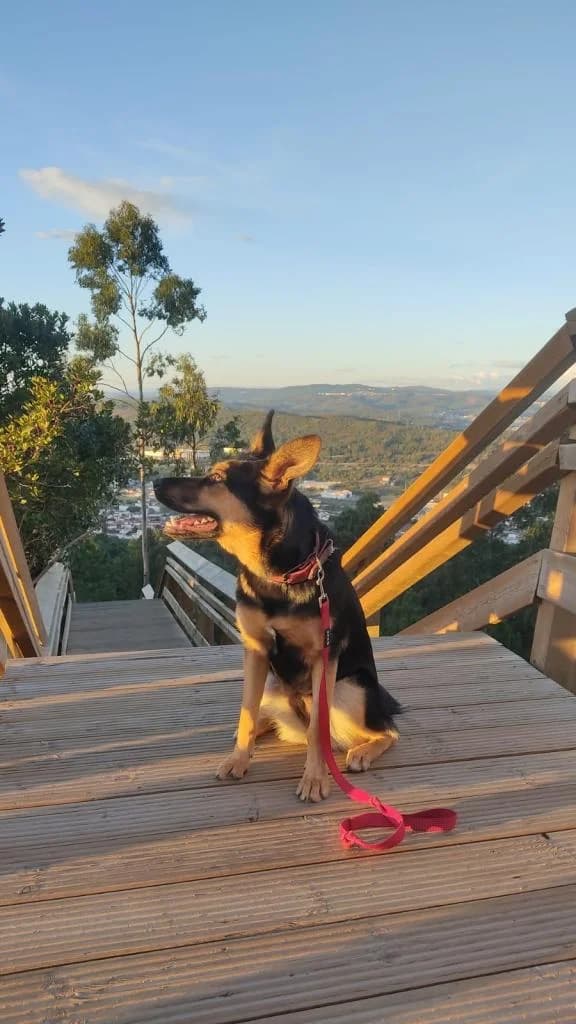 PETIFYC10449 photo 2