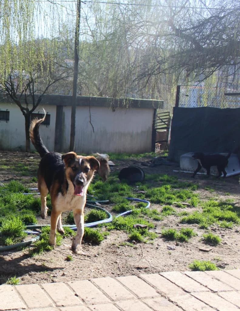 PETIFYC10449 photo 6