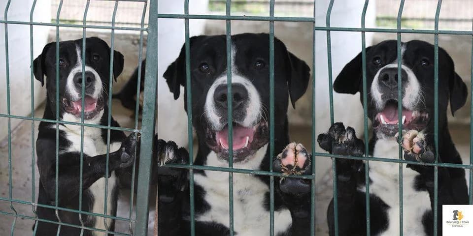 PETIFYC10449 photo 7