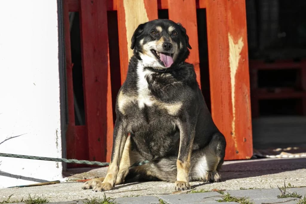 PETIFYC10468 photo 2