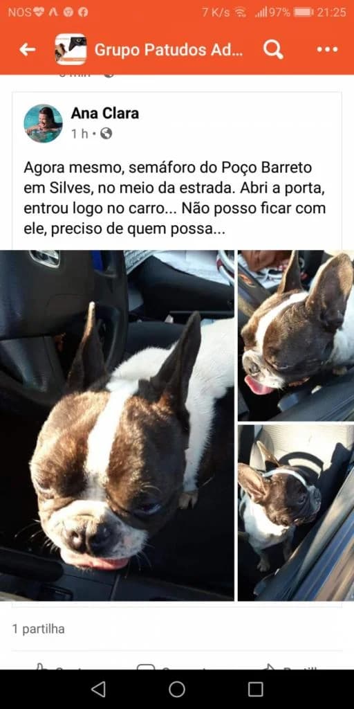 PETIFYC10469 photo 5