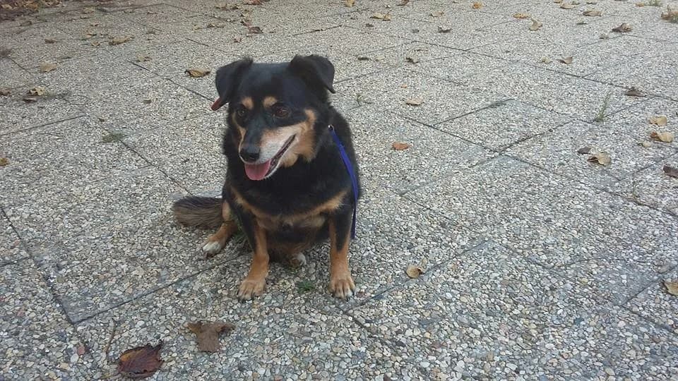 PETIFYC10469 photo 6