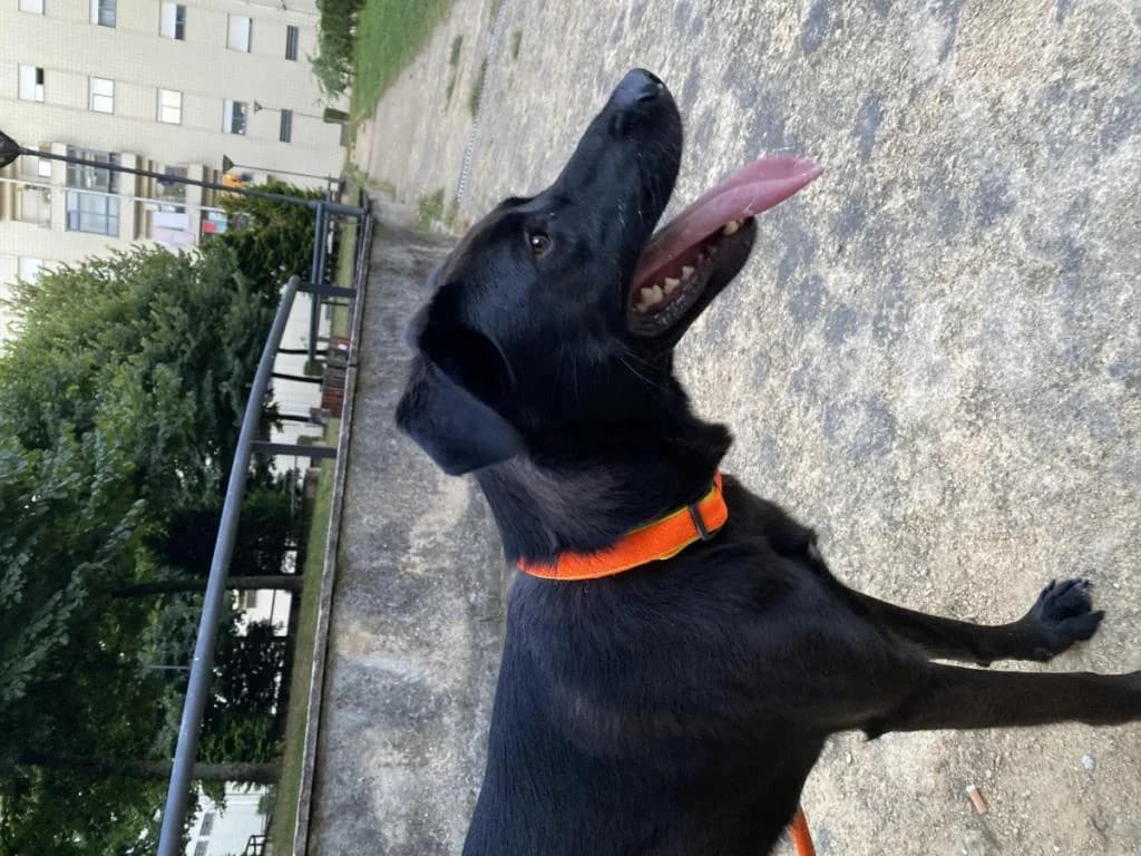 PETIFYC10469 photo 8