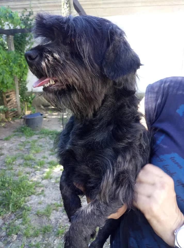 PETIFYC10470 photo 5