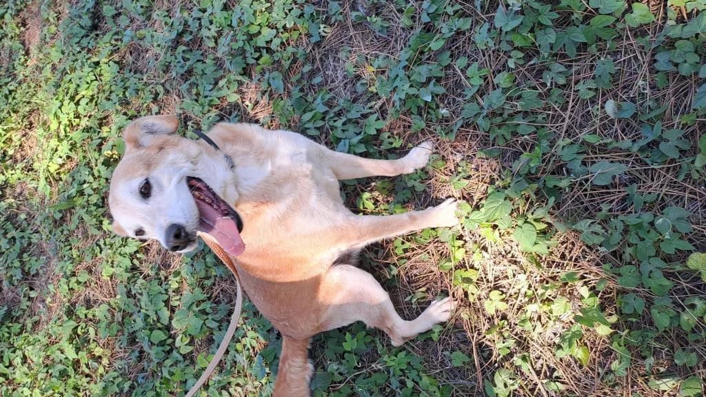 PETIFYC10471 photo 3