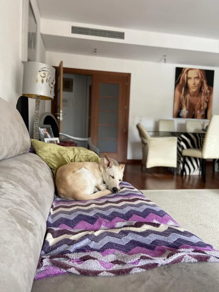 PETIFYC10471 photo 6