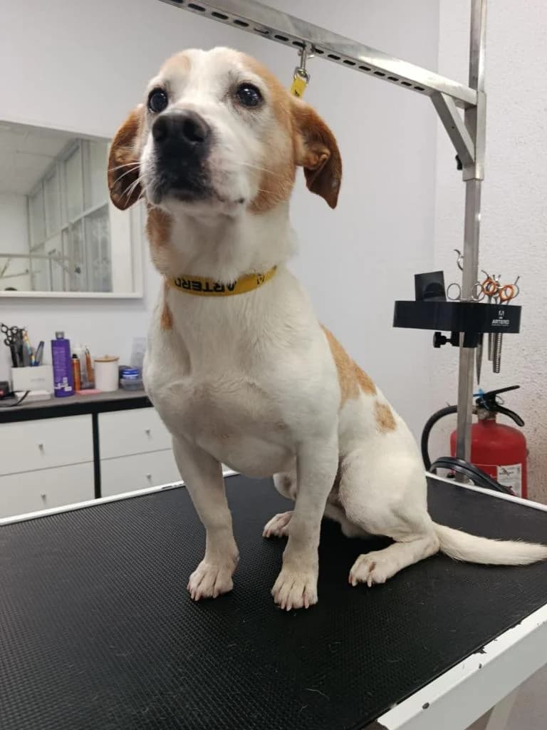 PETIFYC10471 photo 7