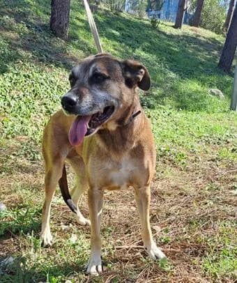 PETIFYC10472 photo 3