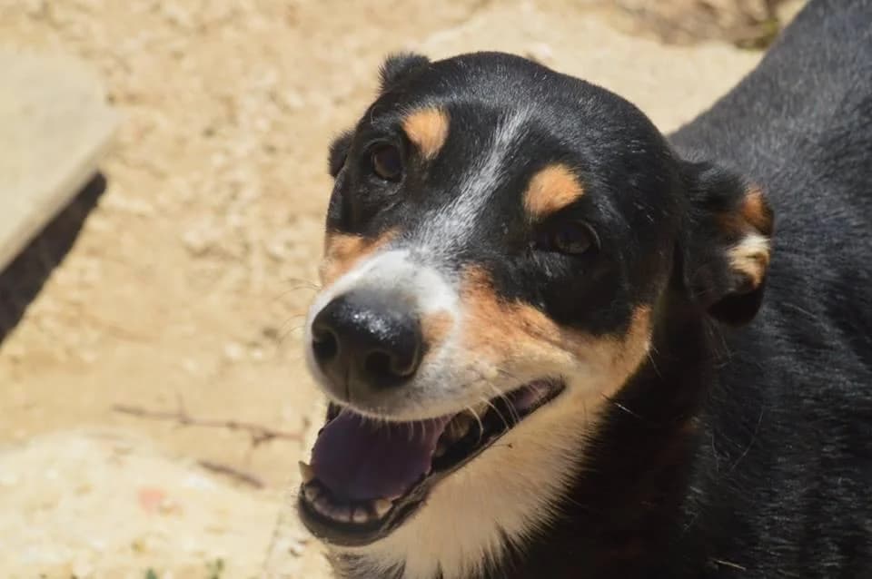 PETIFYC10472 photo 6