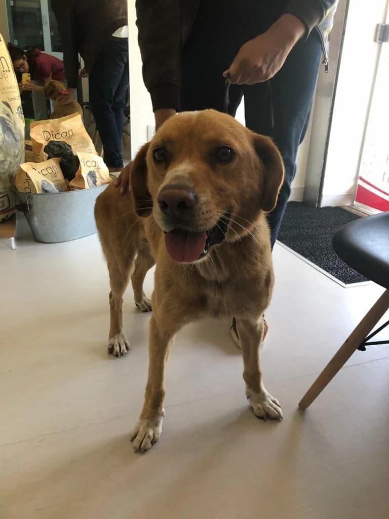 PETIFYC10473 photo 5