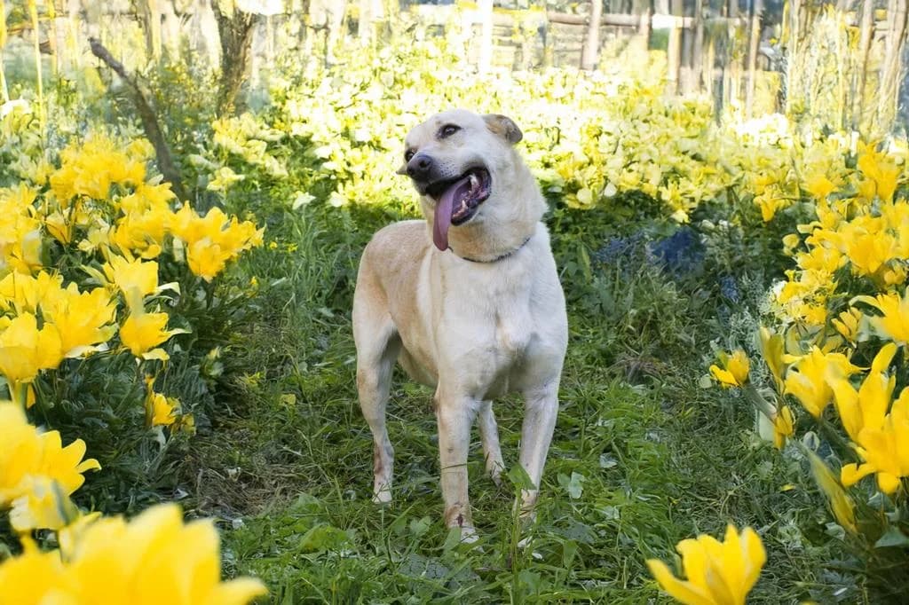 PETIFYC10474 photo 2