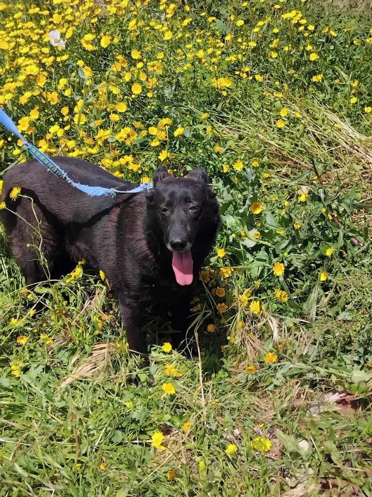 PETIFYC10476 photo 2