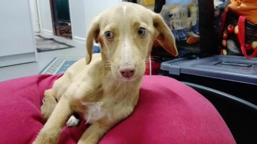 PETIFYC10476 photo 6