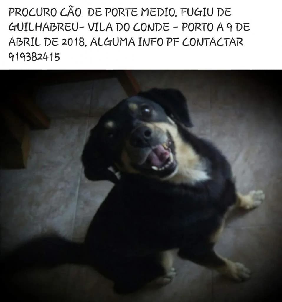 PETIFYC10477 photo 4