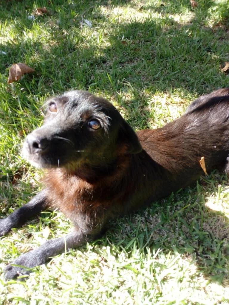 PETIFYC10477 photo 7