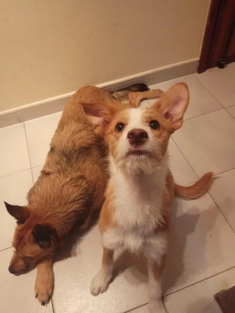 PETIFYC10478 photo 5