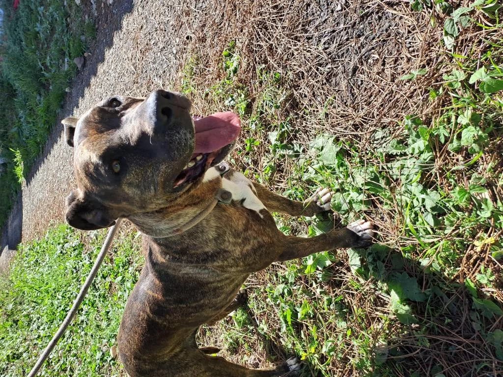 PETIFYC10480 photo 5