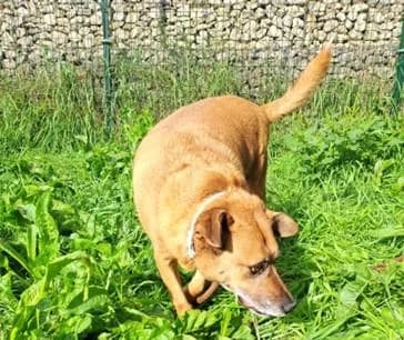 PETIFYC10482 photo 2