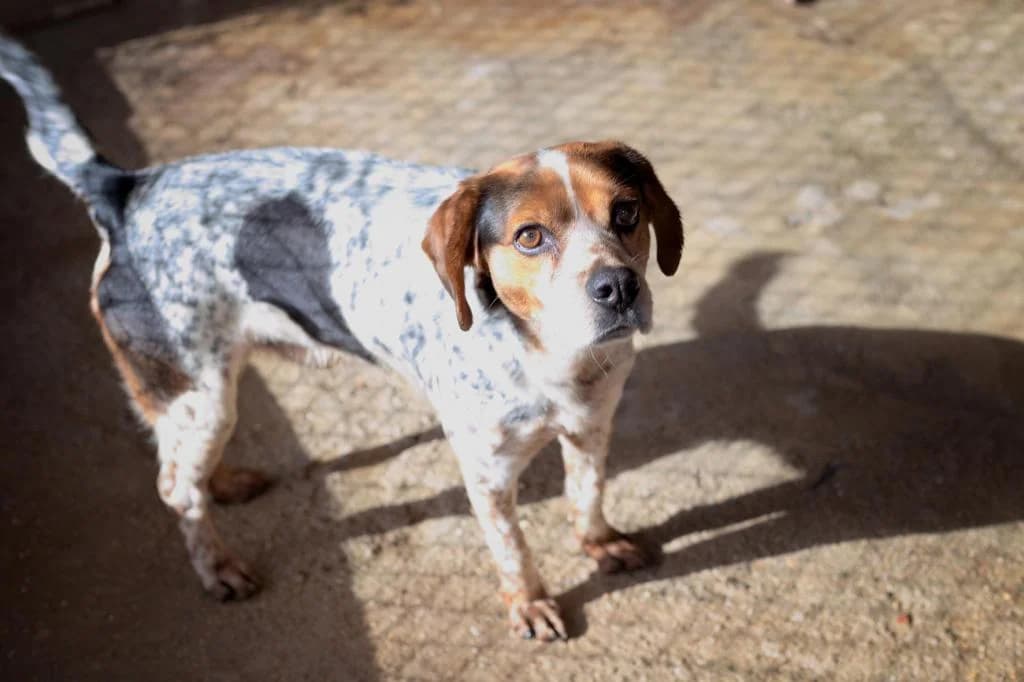 PETIFYC10482 photo 8