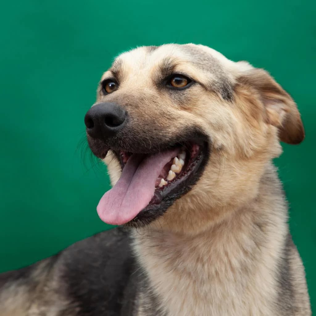 PETIFYC10483 photo 8