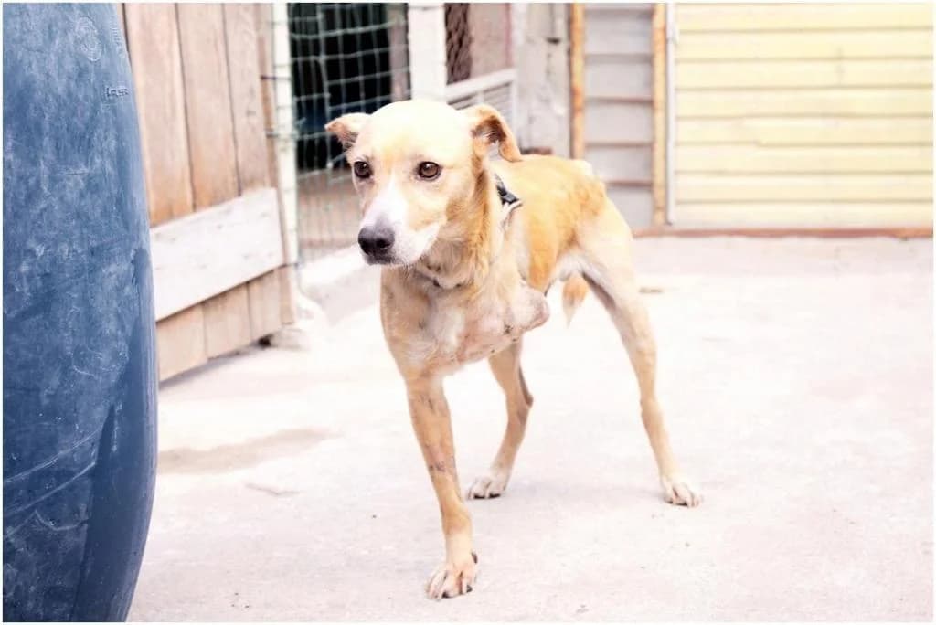 PETIFYC10484 photo 7