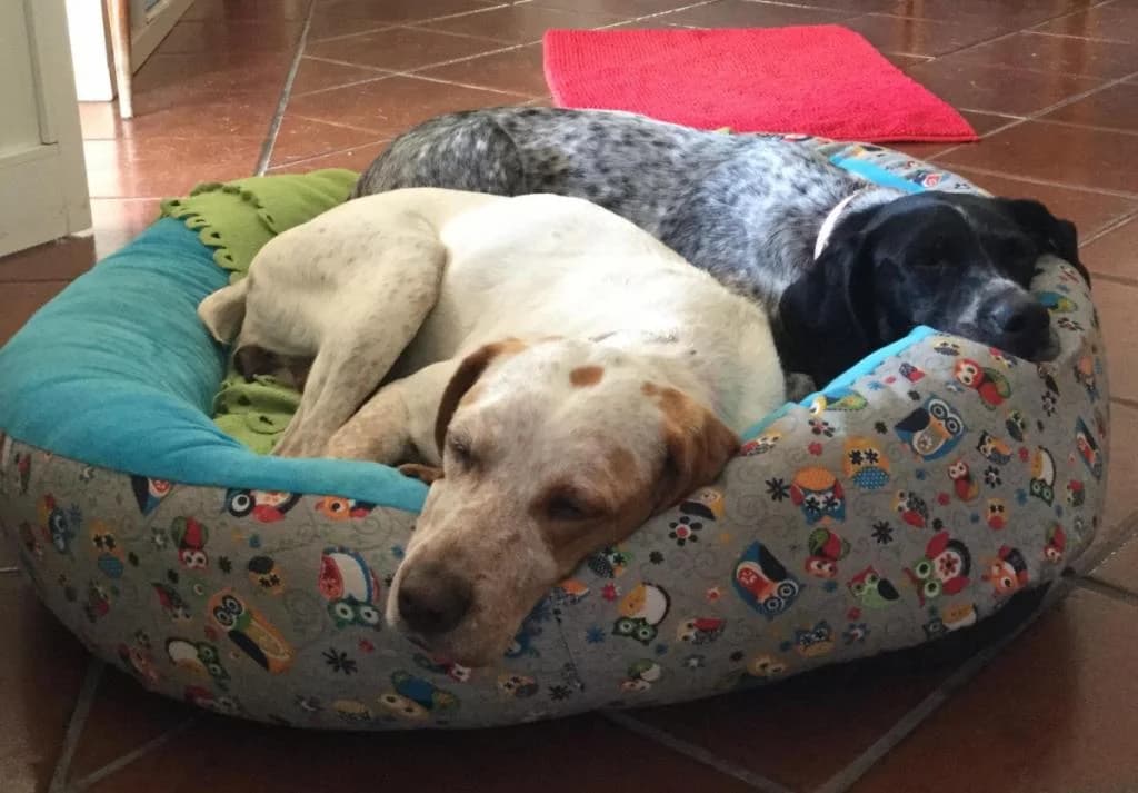 PETIFYC10484 photo 8