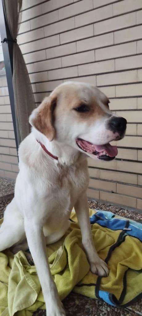 PETIFYC10485 photo 6