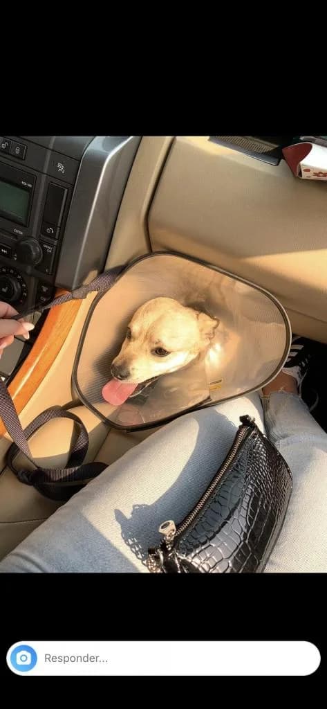 PETIFYC10485 photo 7