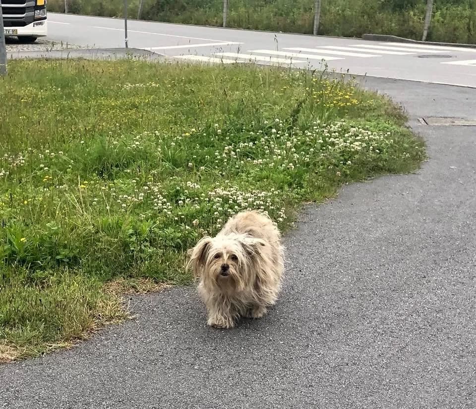 PETIFYC10486 photo 7