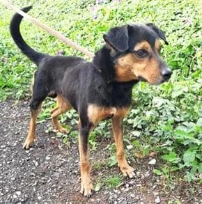 PETIFYC10486 photo 8