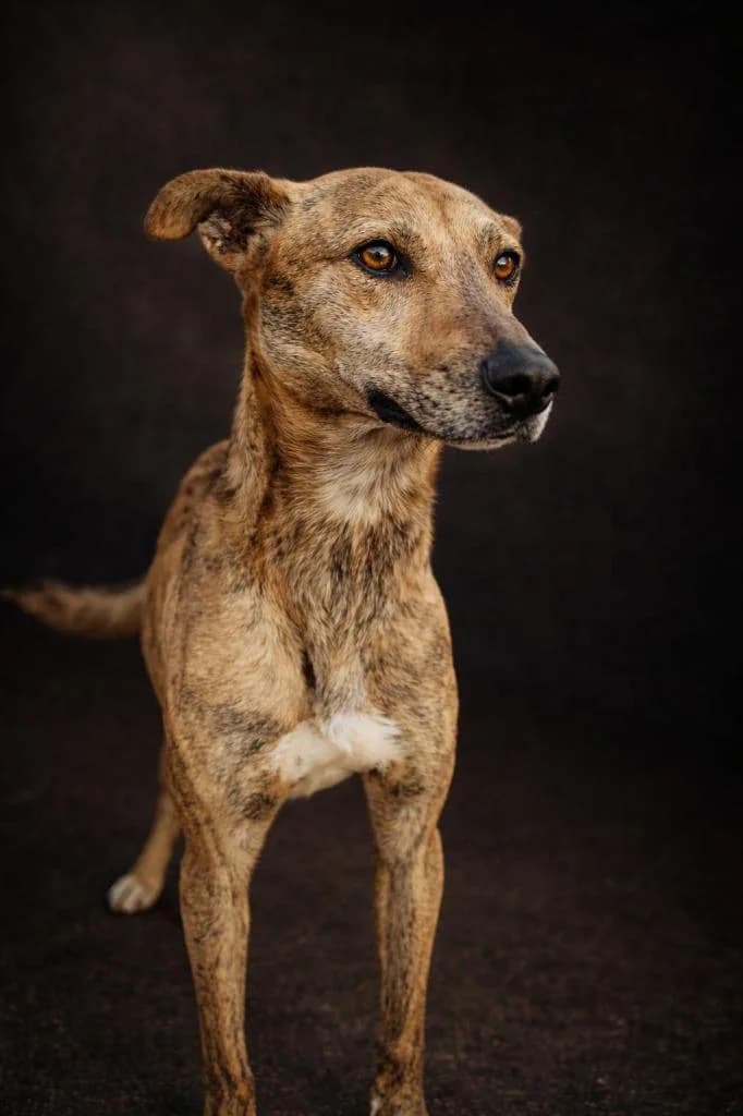 PETIFYC10487 photo 6