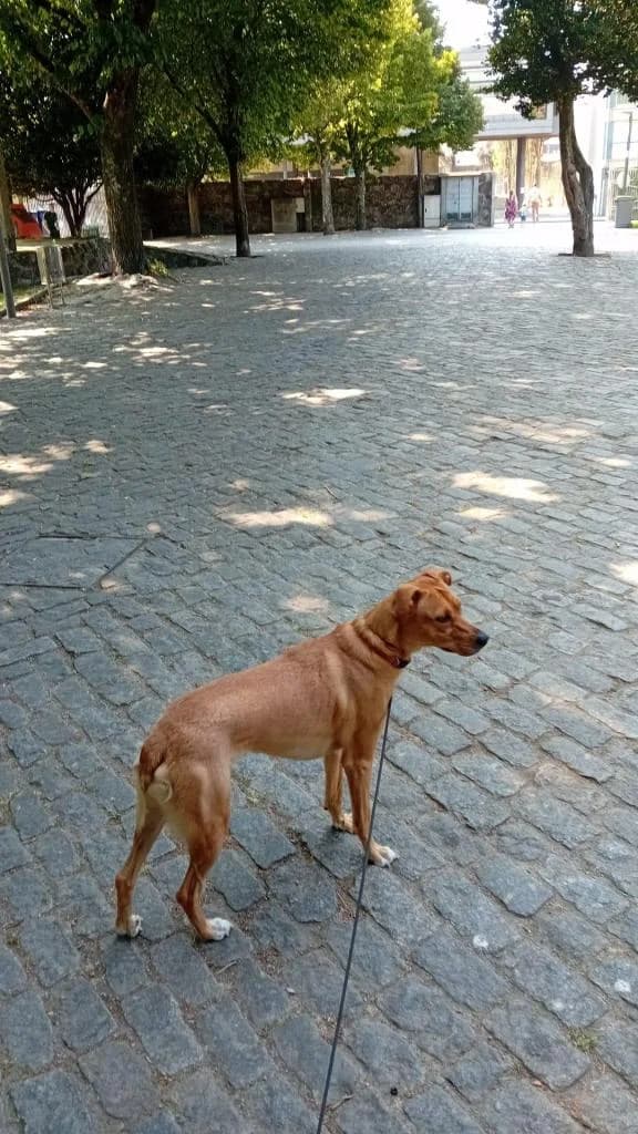 PETIFYC10487 photo 7