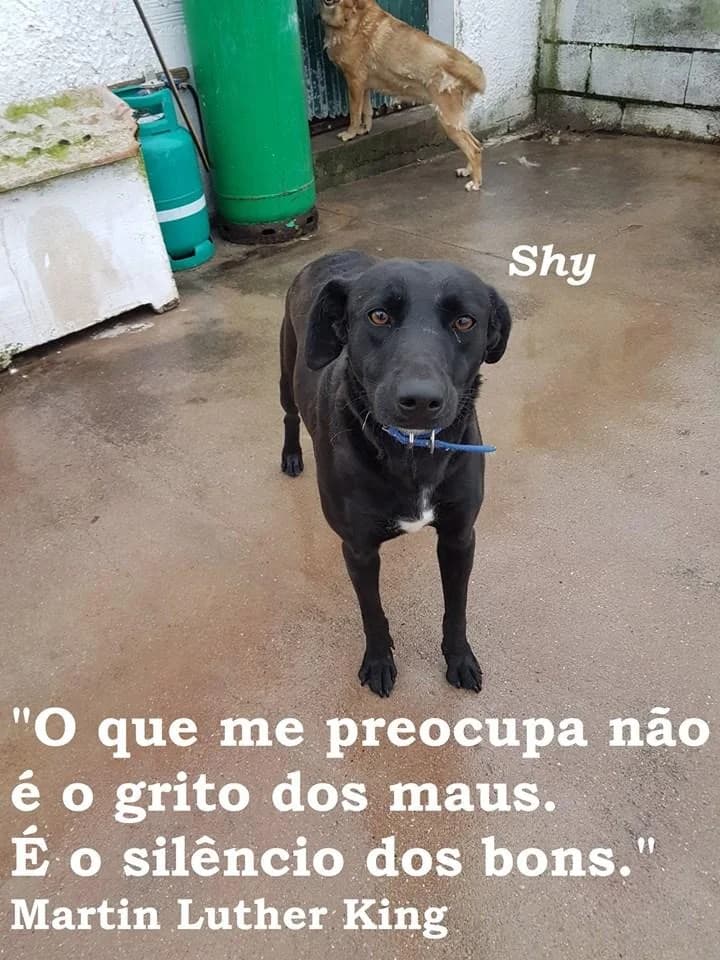 PETIFYC10487 photo 8