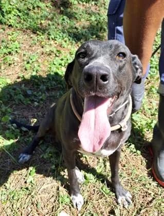 PETIFYC10488 photo 2