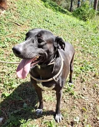 PETIFYC10488 photo 3