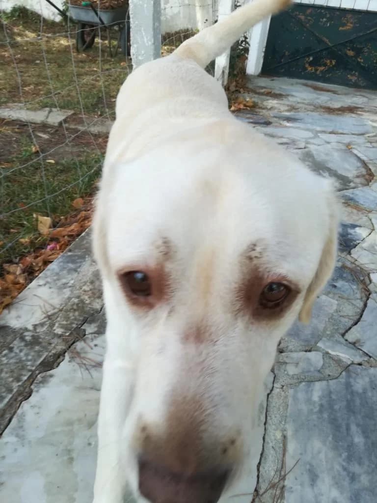 PETIFYC10488 photo 8