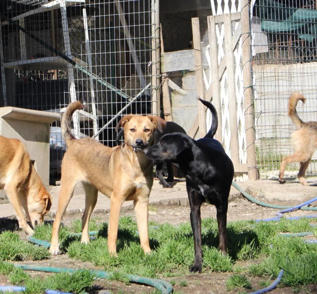 PETIFYC10489 photo 7